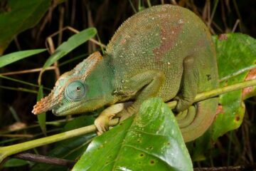 Camaleon-gigante-con-cuernos-de-cuchilla_image_380