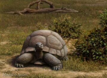 Una-tortuga-terrestre