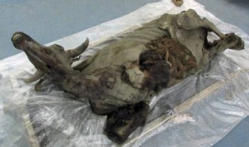 momia-congelada-de-un-bisonte