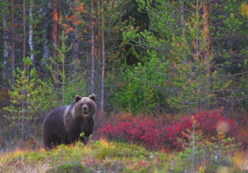 Los-grandes-carnivoros-en-Europa-se-recuperan_image_380