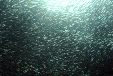 Las-sardinas-se-mudan-al-norte