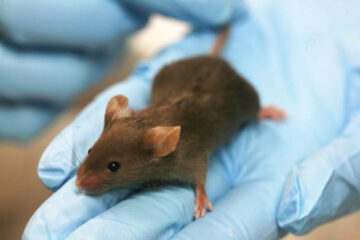 Crean-una-vacuna-a-medida-contra-tres-tipos-de-cancer-en-ratones