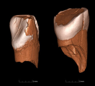 Dos-dientes-de-41_000-anos-de-edad-revelan-la-llegada-de-los-humanos-modernos-a-Europa_image800_