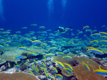Los-arrecifes-de-coral-mas-degradados-tardarian-60-anos-en-recuperarse_image800_