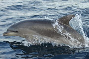 Los-delfines-del-sur-del-Mediterraneo-acumulan-contaminantes-industriales-y-del-hogar
