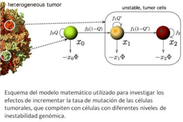 La-inestabilidad-genomica-clave-para-luchar-contra-el-cancer_image800_