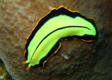 The flatworm Pseudoceros dimidiatus. North Horn, Osprey Reef, Coral Sea