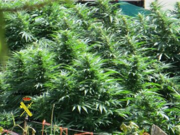 Marihuana