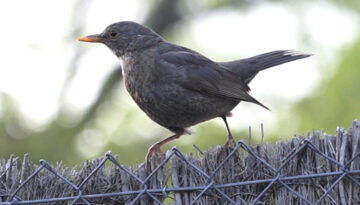 Cantar-mas-agudo-no-garantiza-el-exito-de-los-pajaros-en-la-ciudad_image800_