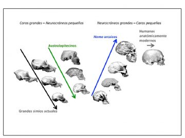 Como-evoluciono-el-rostro-humano_image800_