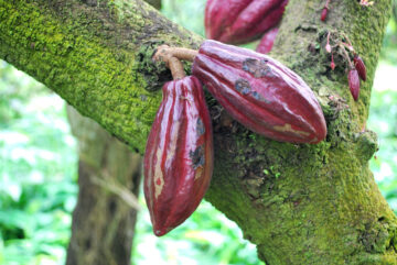 El-negocio-del-chocolate-esta-de-suerte-el-cacao-tiene-diez-millones-de-anos_image800_