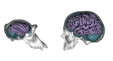 La-evolucion-hizo-al-cerebro-humano-mas-moldeable-que-el-del-chimpance_image800_