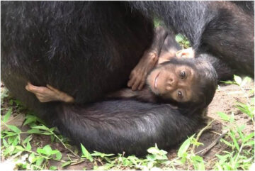 La-madre-chimpance-que-cuido-de-su-hija-discapacitada_image800_