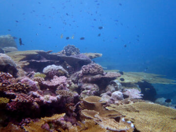 Los-oceanos-victimas-silenciosas-del-cambio-climatico_image800_