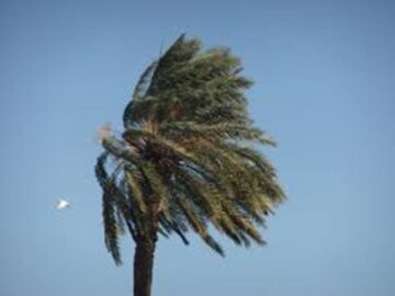 Palmera viento