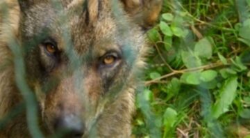 fotonoticia_20160130131108_800