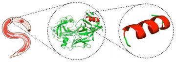 disenan-dos-vacunas-universales-contra-el-virus-de-la-gripe_image_380