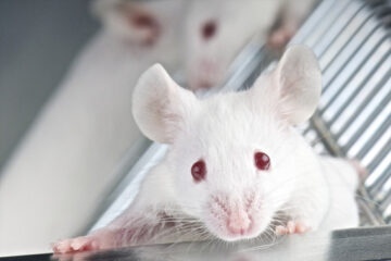 Mus musculus, Labratory mice, Netherlands