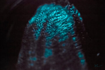 seres-bioluminiscentes-llenan-de-luz-las-profundidades-del-artico_image_380