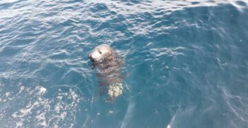 liberación foca gris