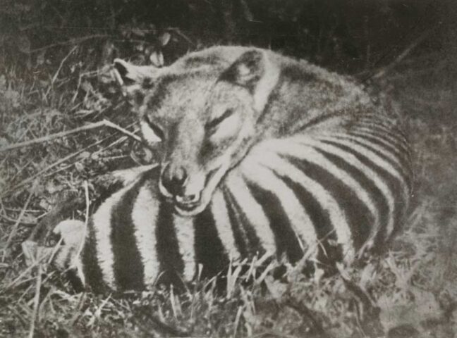 tigre de Tasmania