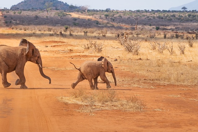 safaris en Kenya