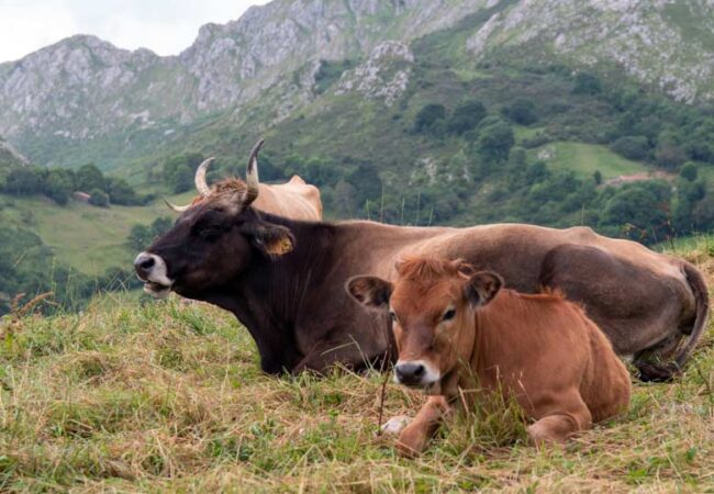 ganaderos asturianos