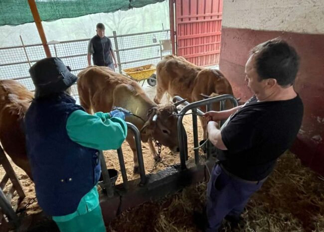 Vacunación en Asturias de la cabaña ganadera