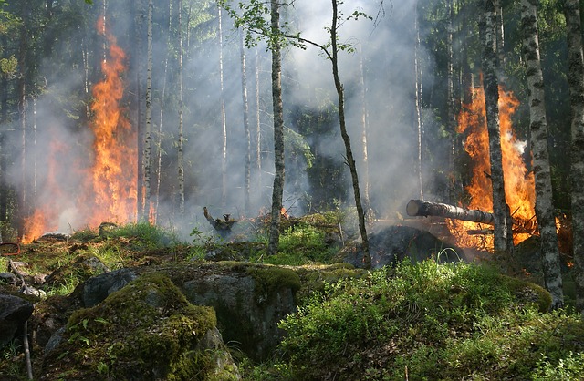 incendios forestales 