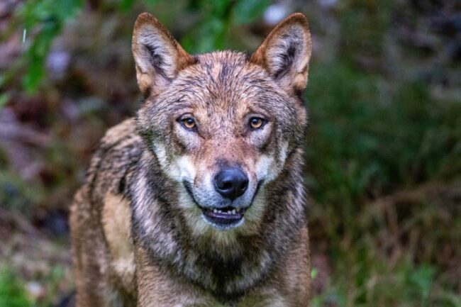 Lobos Alemania