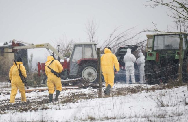 fiebre aftosa en Alemania