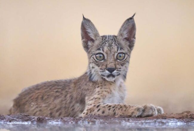 lince ibérico