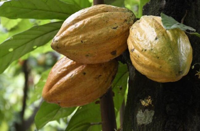 Árbol del cacao 