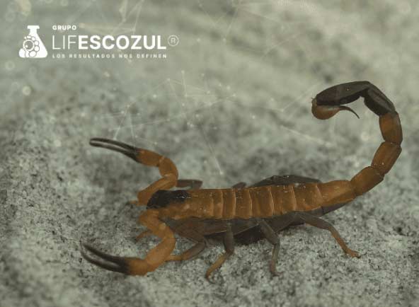 Escozul 