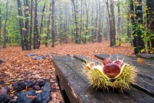 Actividades en España para un otoño diferente Candás 365 Actividades en España para un otoño diferente