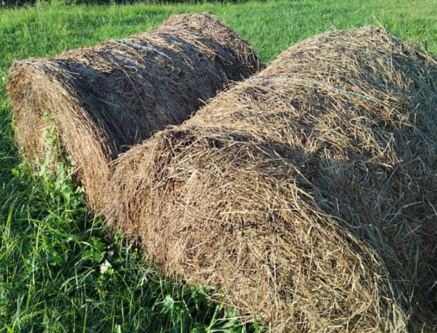 Carreño plásticos agrarios septiembre 2025