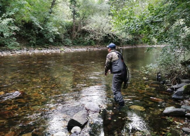 Asturias plantea reducir las capturas de salmón en 2026 Candás 365 Asturias plantea reducir las capturas de salmón en 2026