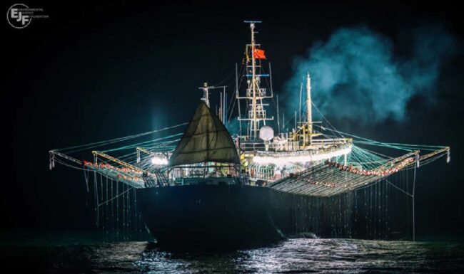 España, segundo importador mundial de calamar y sepia
