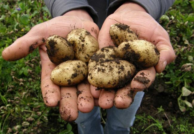 La producción de patatas en Asturias  Candás 365 La producción de patatas en Asturias