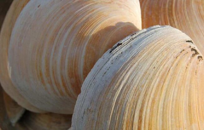 Las conchas de almejas revelan cambios en el Atlántico