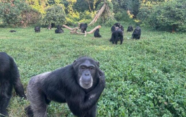 Los chimpancés muestran su capacidad para pensar