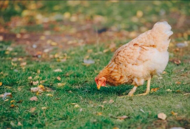 Asturias refuerza la protección frente a la gripe aviar Candás 365 Asturias refuerza la protección frente a la gripe aviar