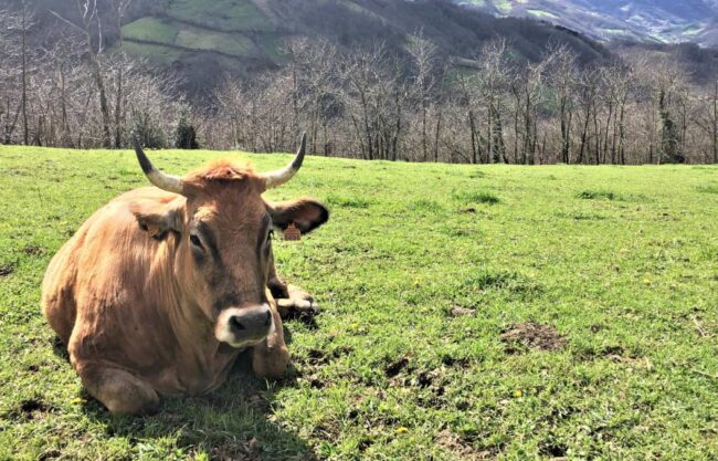 Ayudas en Asturias a 23 agrupaciones ganaderas ADSG Candás 365 Ayudas en Asturias a 23 agrupaciones ganaderas ADSG