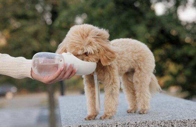 Bebederos de mascotas Candás 365 Bebederos de mascotas