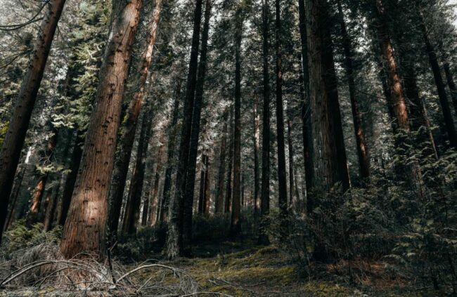 El cambio climático afecta a los sumideros naturales