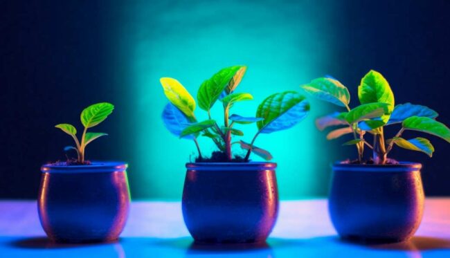 Las claves para decorar la casa con plantas Candás 365 Las claves para decorar la casa con plantas