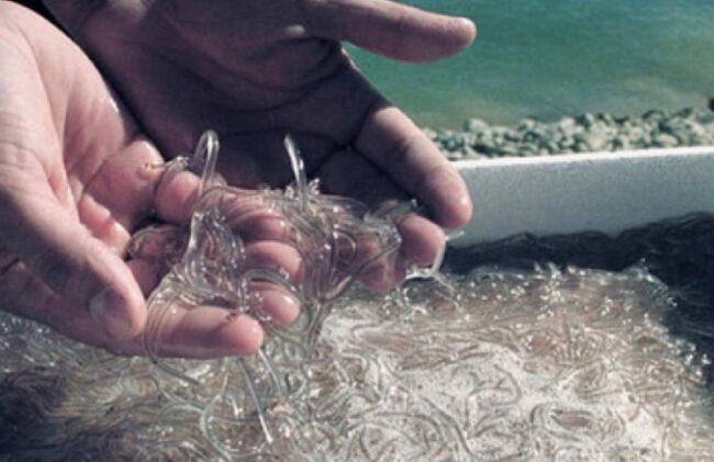 Asturias rechaza incluir la anguila en el Lespre Candás 365 Asturias rechaza incluir la anguila en el Lespre