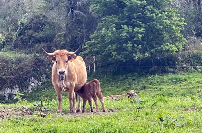 Ampliada la suspensión del mercado de La Pola Siero