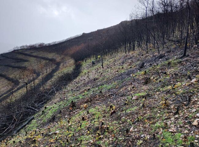 Obras de emergencia en Acebales tras los incendios
