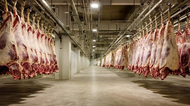 Alemania planea videovigilancia obligatoria en los grandes mataderos